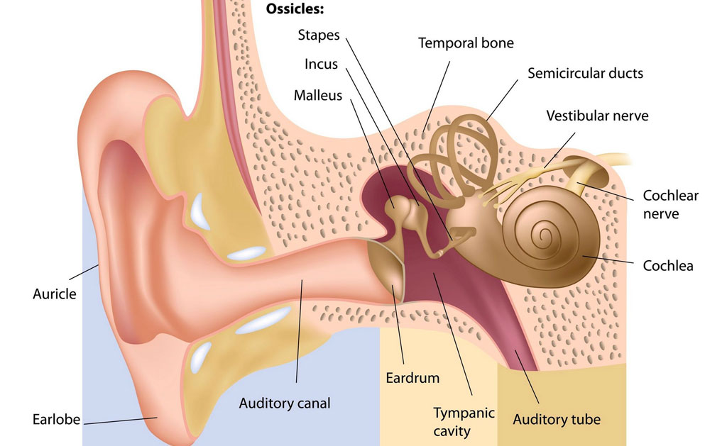 Stapedectomy in nashik